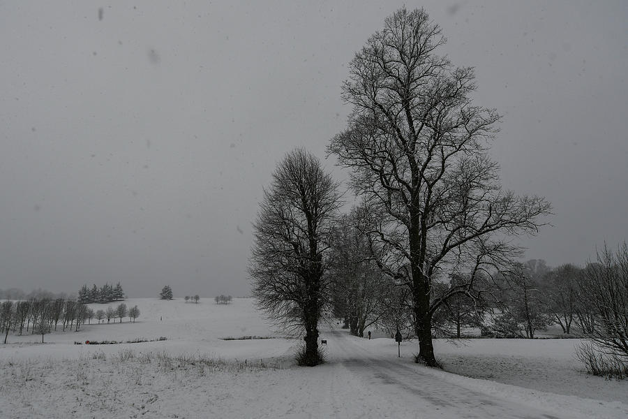 Trees in a snow storm Photograph by Andrew Lalchan