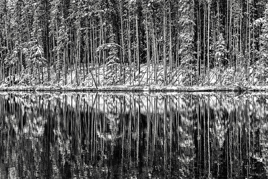 Trees in Early Winter Photograph by Ursula Abresch