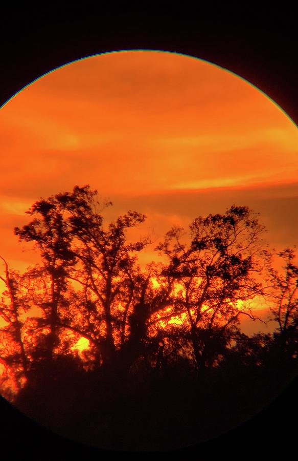 Trees in Sunset Photograph by Karen Stansberry