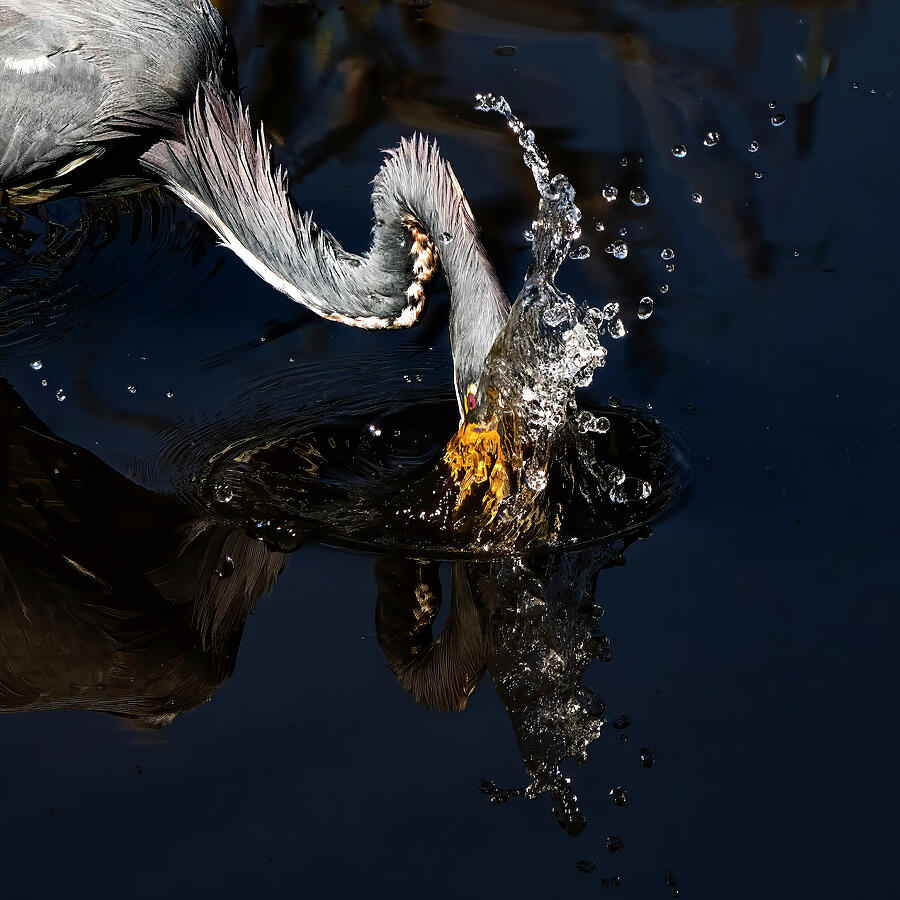 Heron Catching Fish in Water Photograph - Tri Heron 242B by Sally Fuller