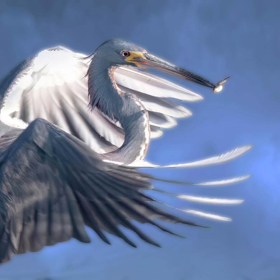 Egret with a Fish in Flight Photograph - Tri Heron 303C by Sally Fuller