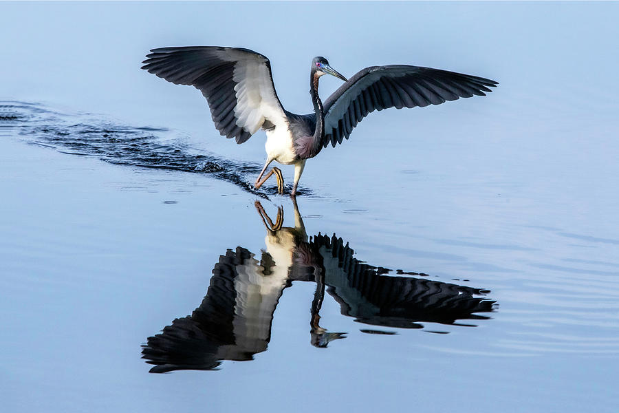 Tri Heron 43B Photograph by Sally Fuller