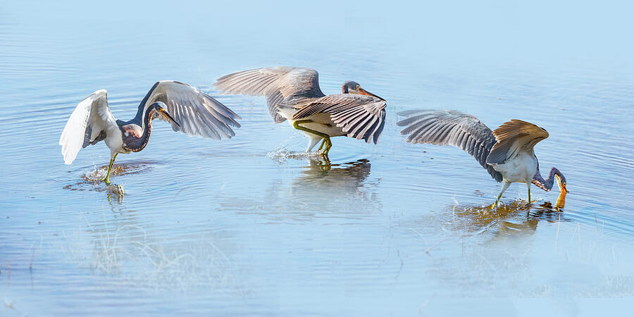 Tri Heron 849-850-854A Photograph by Sally Fuller