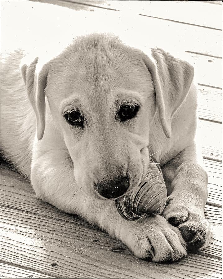 Trixie Photograph by John Linnemeyer