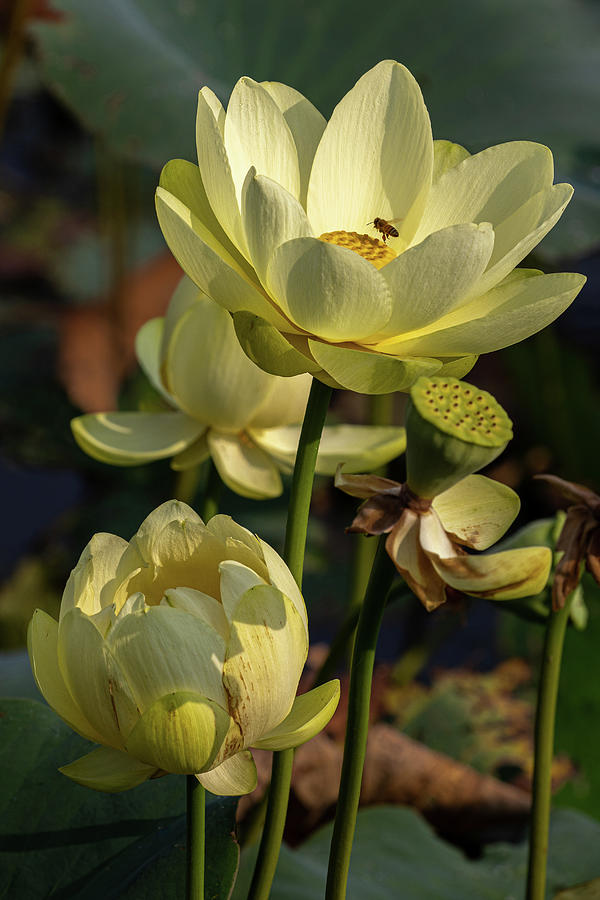 Trio of Lotus Flowers Photograph by Richard DeYoung