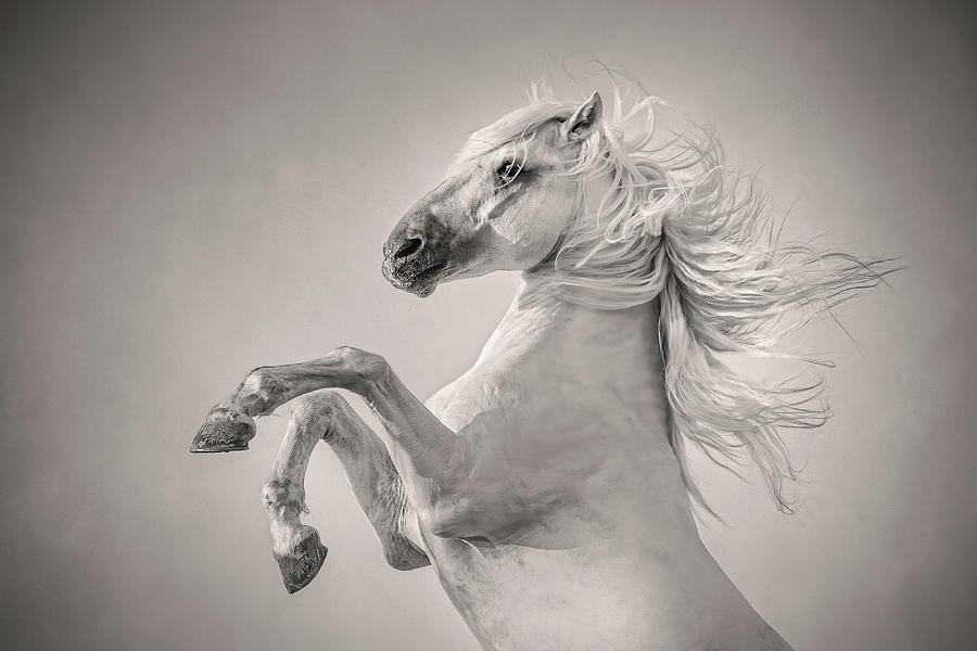 Triumphant White Horse Photograph by Charnwood Photography Fine Art