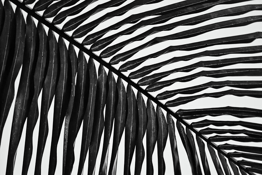 Black and White Palm Fronds Photograph - Tropical Palm Leaf - Black and White Geometry by Tatiana Travelways