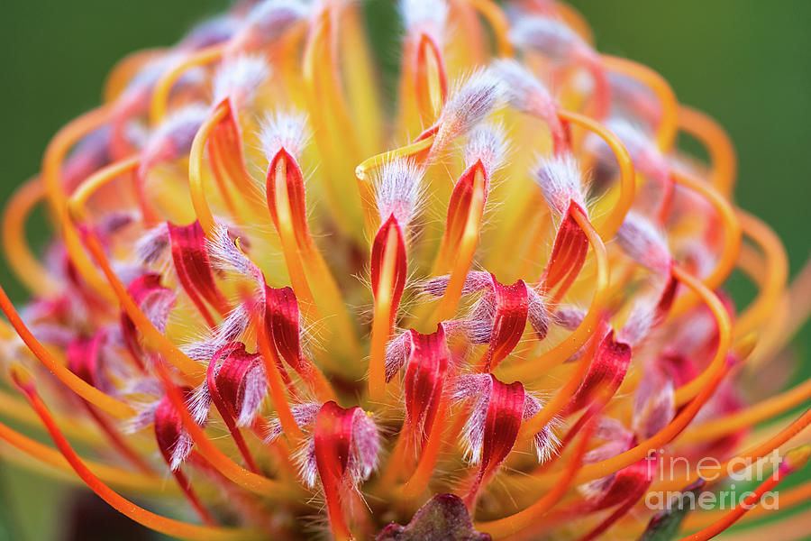 Tropical Pincushion Protea Flower in Bloom Photograph by Abigail Diane Photography