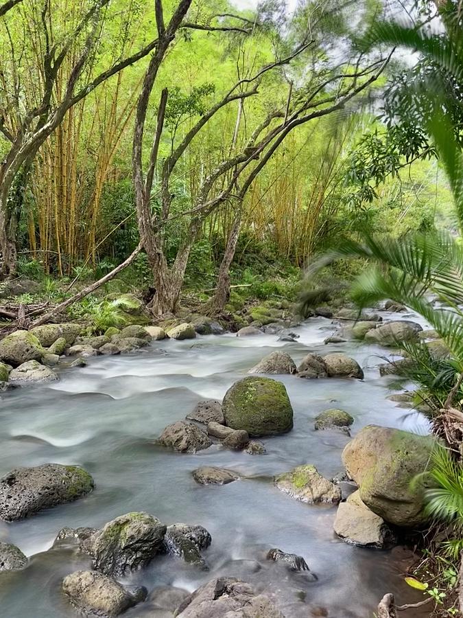 Tropical River Photograph by Louis Raphael