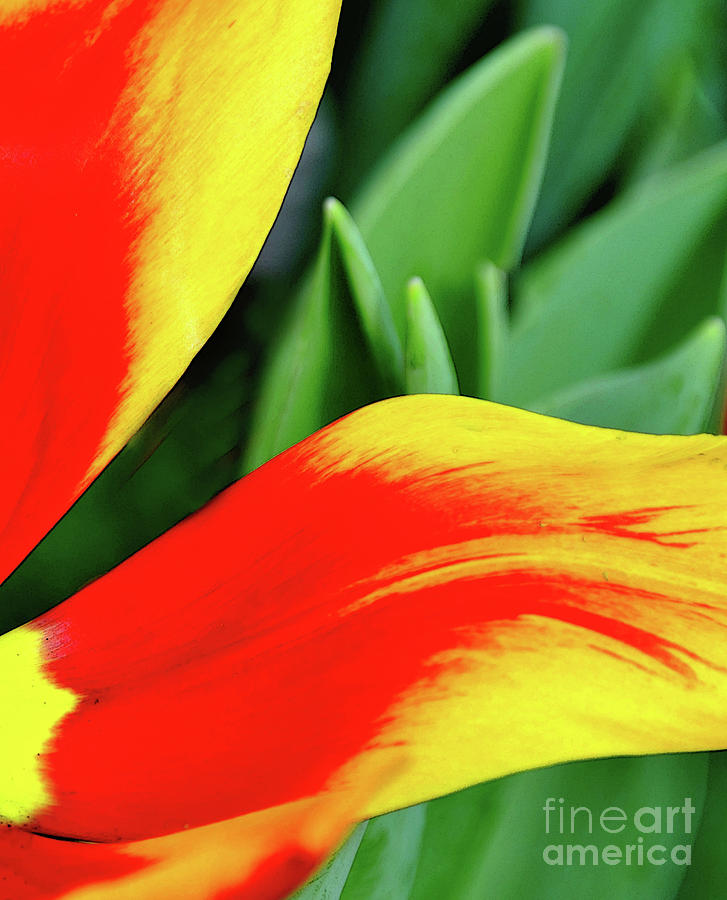Tulip Glow Photograph by Randall Dill