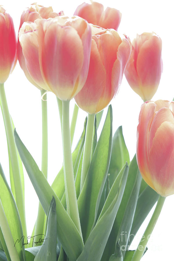 Tulips on White Photograph by Mark Triplett