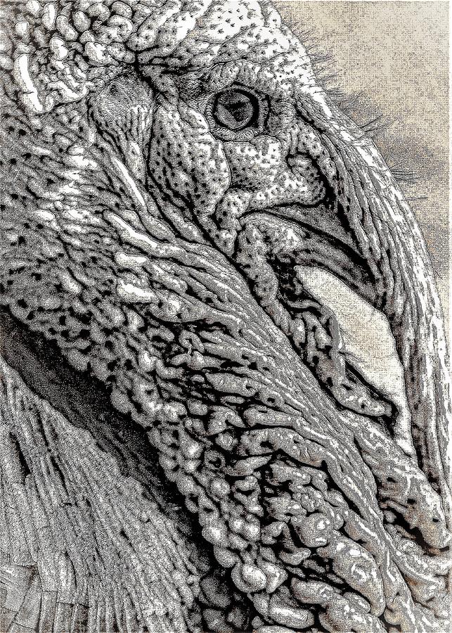 Turkey2 Photograph by John Linnemeyer