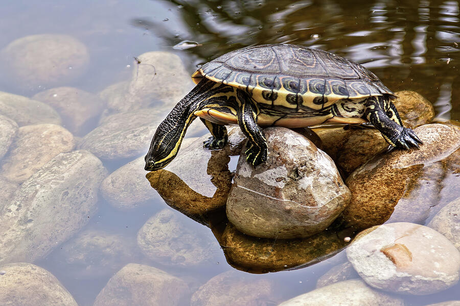 Turtle drinking water Photograph by Tatiana Travelways