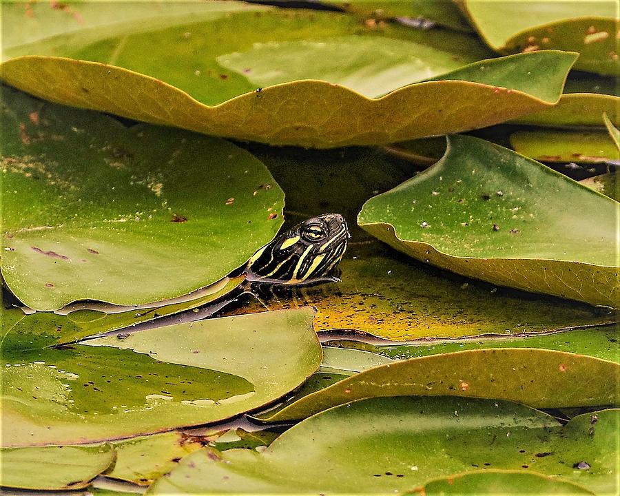 Turtle2 Photograph by John Linnemeyer