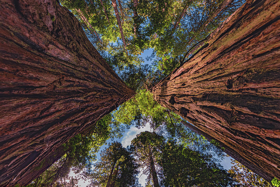 Twin Redwood Trunks, California Photograph by Abbie Warnock