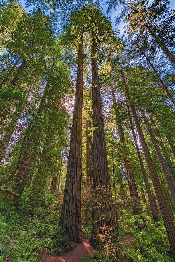 Twin Redwoods, California Photograph by Abbie Warnock
