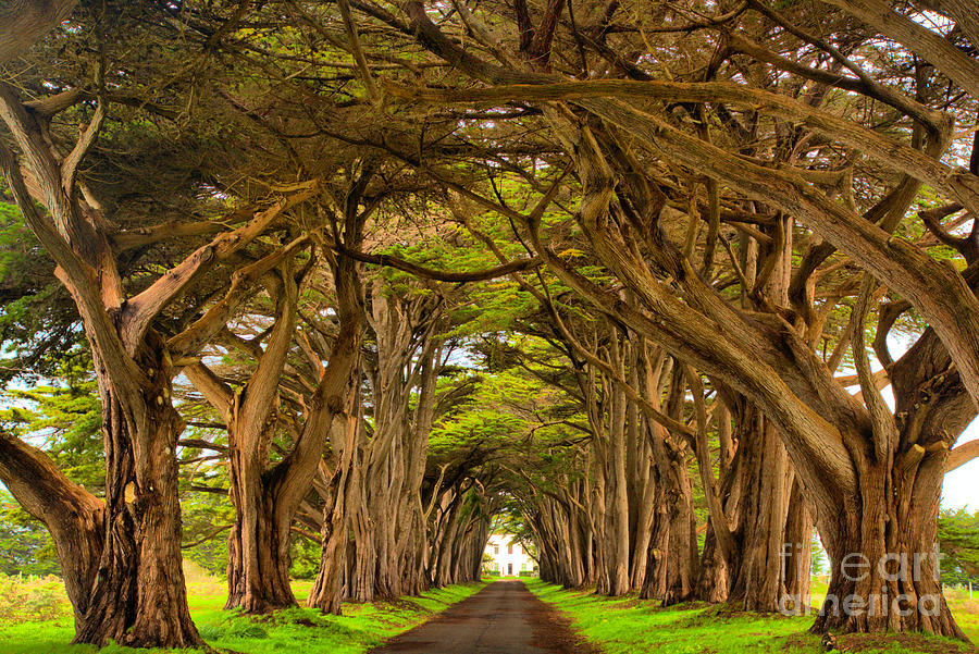 Cypress Tunnel at Point Reyes Photograph - Twisted Point Reyes Cypress Tunnel by Adam Jewell