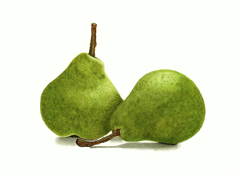 Two Bartlett Pears Still Life by Deborah League