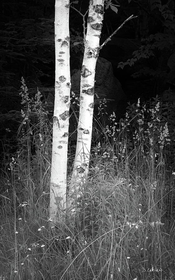 Two Birches Photograph by Jim Carlen
