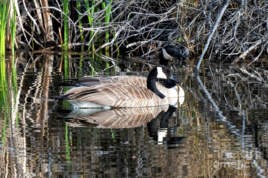 Two Cackling Geese Photograph by Michael Dawson - Metal Posters