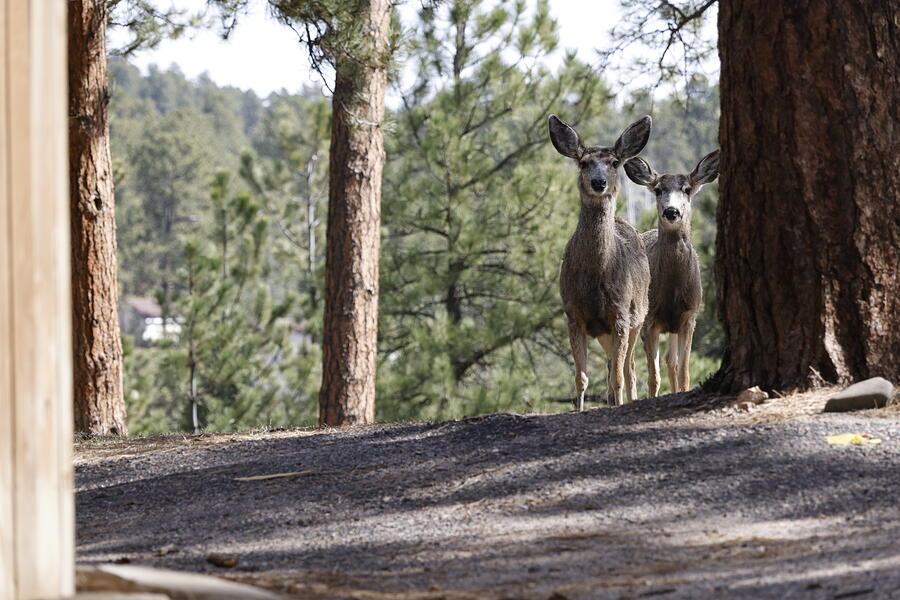 Two Deer - On a Path Photograph by Robert Niemeier