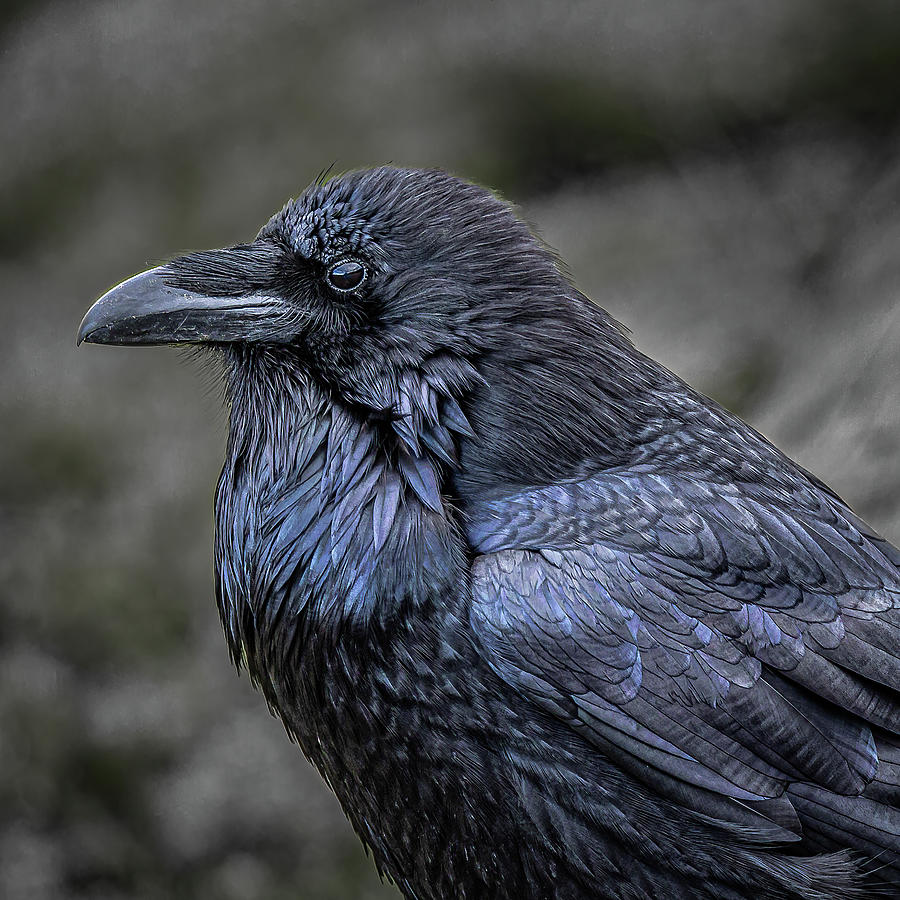 Uncommon Raven Photograph by Tim Lyden