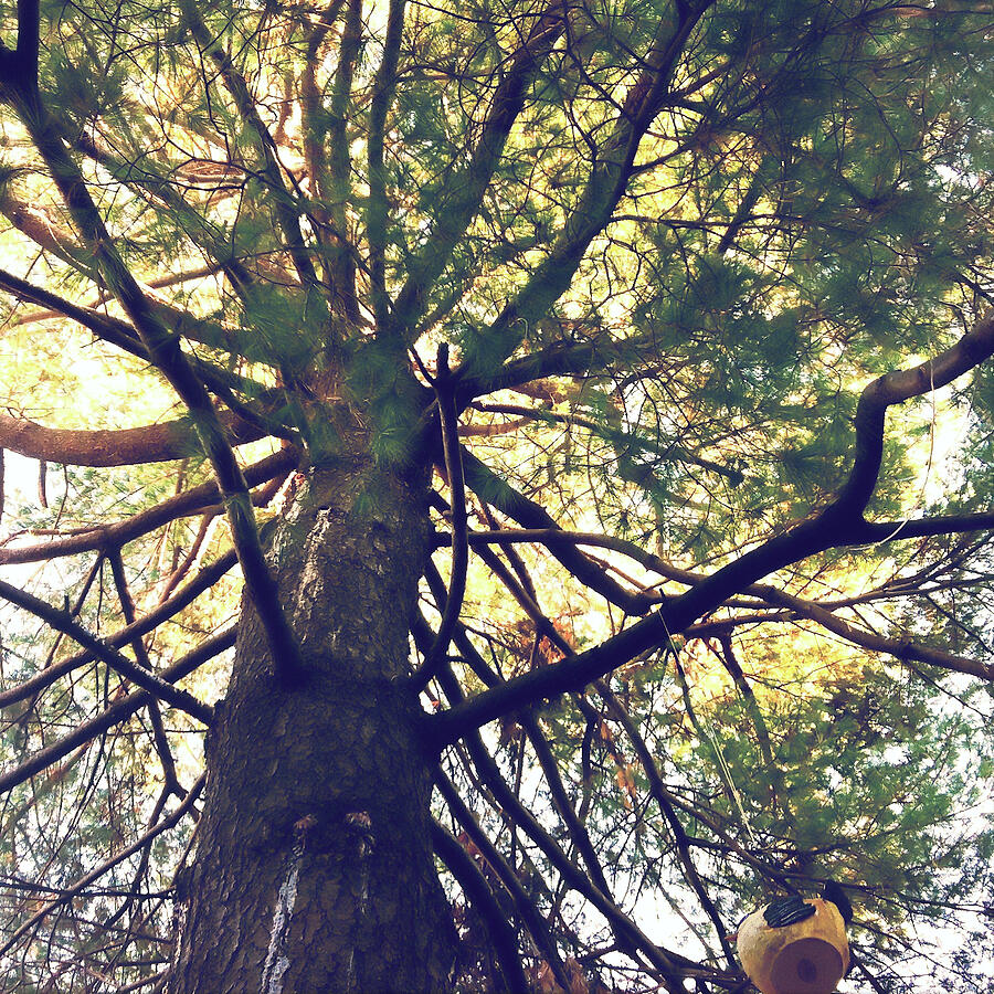 Majestic Tree with Sunlit Canopy Photograph - Under the Pine 2 by Onedayoneimage Photography