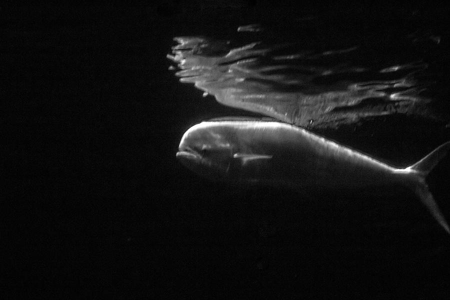 Under the Surface #1 Photograph by Gina Cinardo