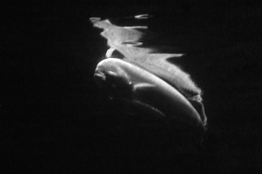 Under the Surface #4 Photograph by Gina Cinardo