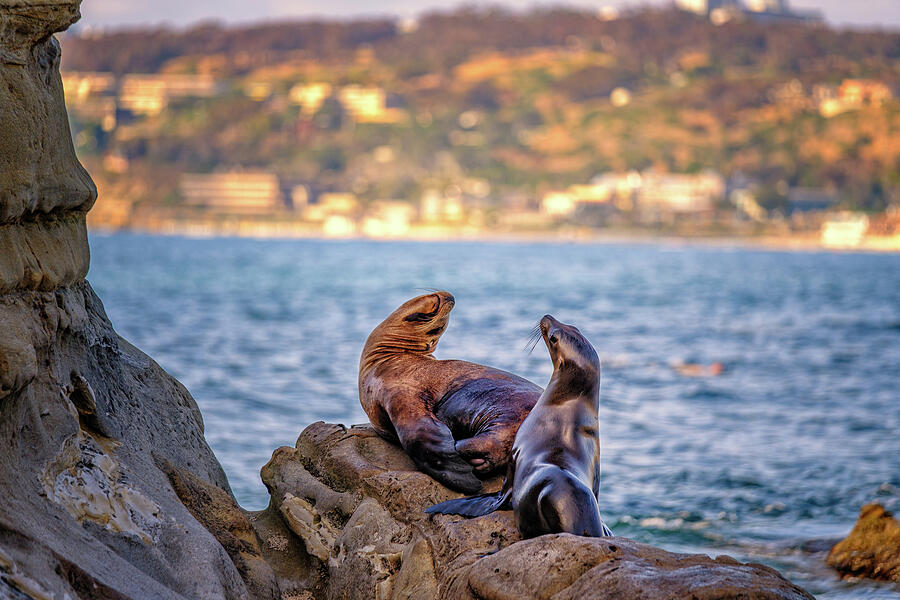 Unexpected Visitor Photograph by Jeff Sinon