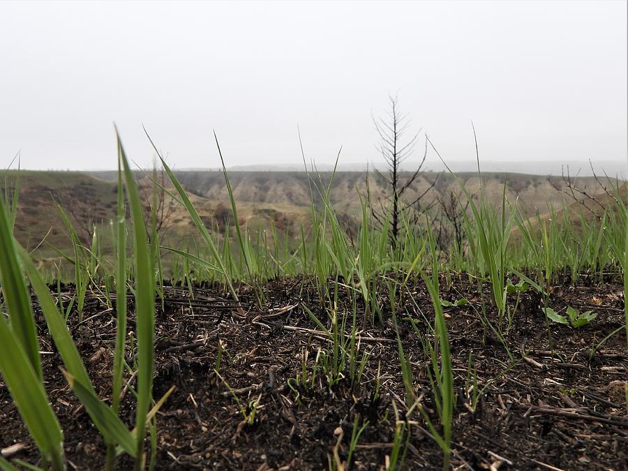 Up From The Ashes Photograph by Amanda R Wright