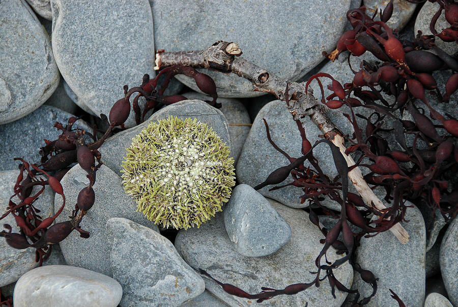 Urchin and Kelp on Rocks Photograph by Nancy Gleason