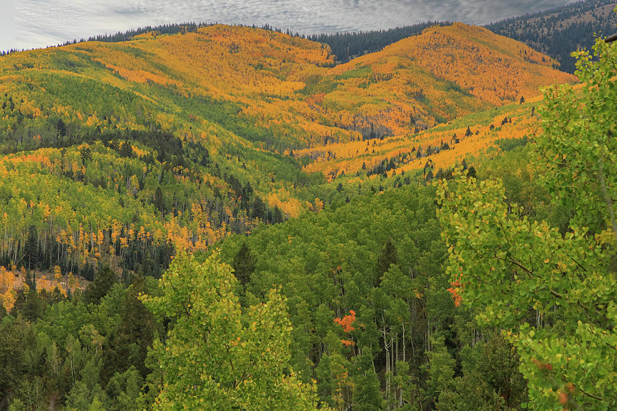 Valley of Gold Photograph by Steve Templeton