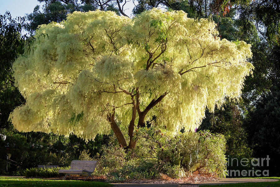 Peppermint Tree Timber Variegated Peppermint tree Photograph by Deane Palmer - Metal Posters