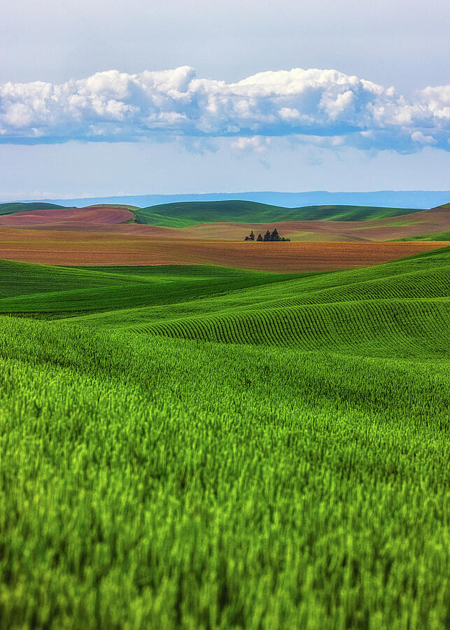 Rolling Hills Under a Vast Sky Photograph - Velvet Hills of the Palouse by Kevin Schwalbe