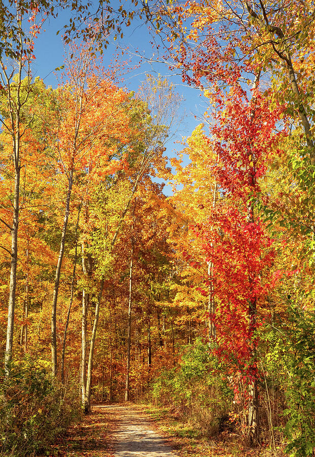 Vibrant Autumn Forest Path Photograph - Vibrant Autumn Forest Path Lima Ohio by Dan Sproul