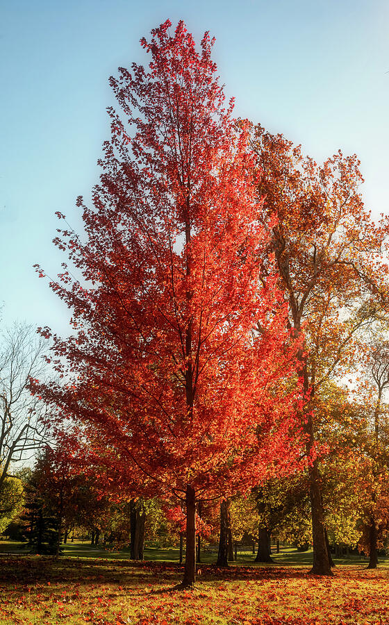 Vibrant Autumn Tree in Sunlight Photograph - Vibrant Autumn Tree Lima Ohio by Dan Sproul