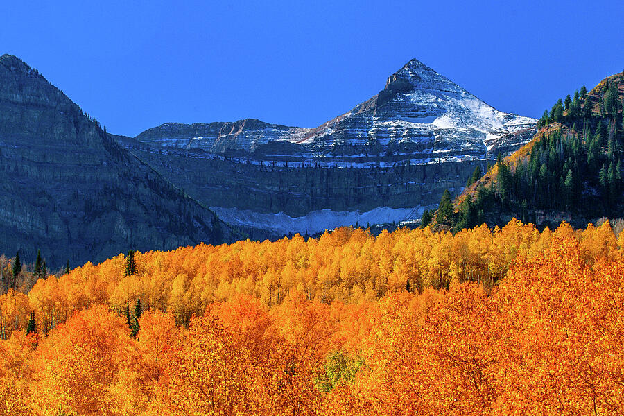 Vibrant AutYellow Aspens Below Mount Timpanogos - Croppedumn Landscape Beneath Majestic Peak Photograph by Abbie Warnock