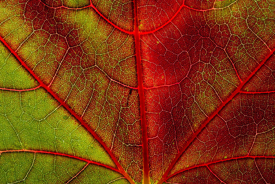 Vibrant Leaf Vein Close-Up Photograph - Maple Leaf in Green and Red by Chad Thunberg