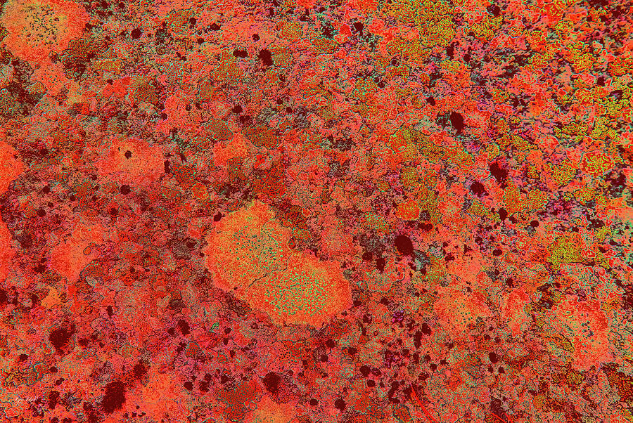 Vibrant Abstract Patterns Digital Art - Vibrant Lichen Abstract Patterns by Bruce Block