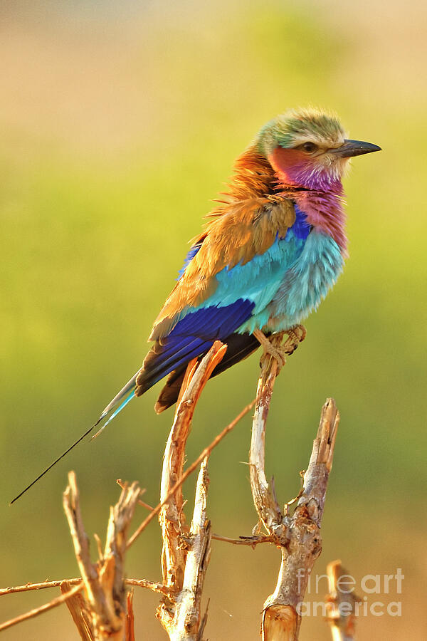 Vibrant Lilac-Breasted Roller Perched Photograph - Vibrant Lilac-Breasted Roller Perched by Natural Focal Point Photography