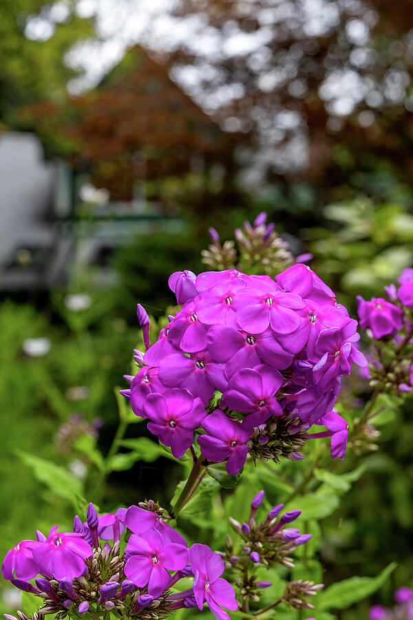 Vibrant Magenta Phlox Blooms on Algonquin Island by John Twynam