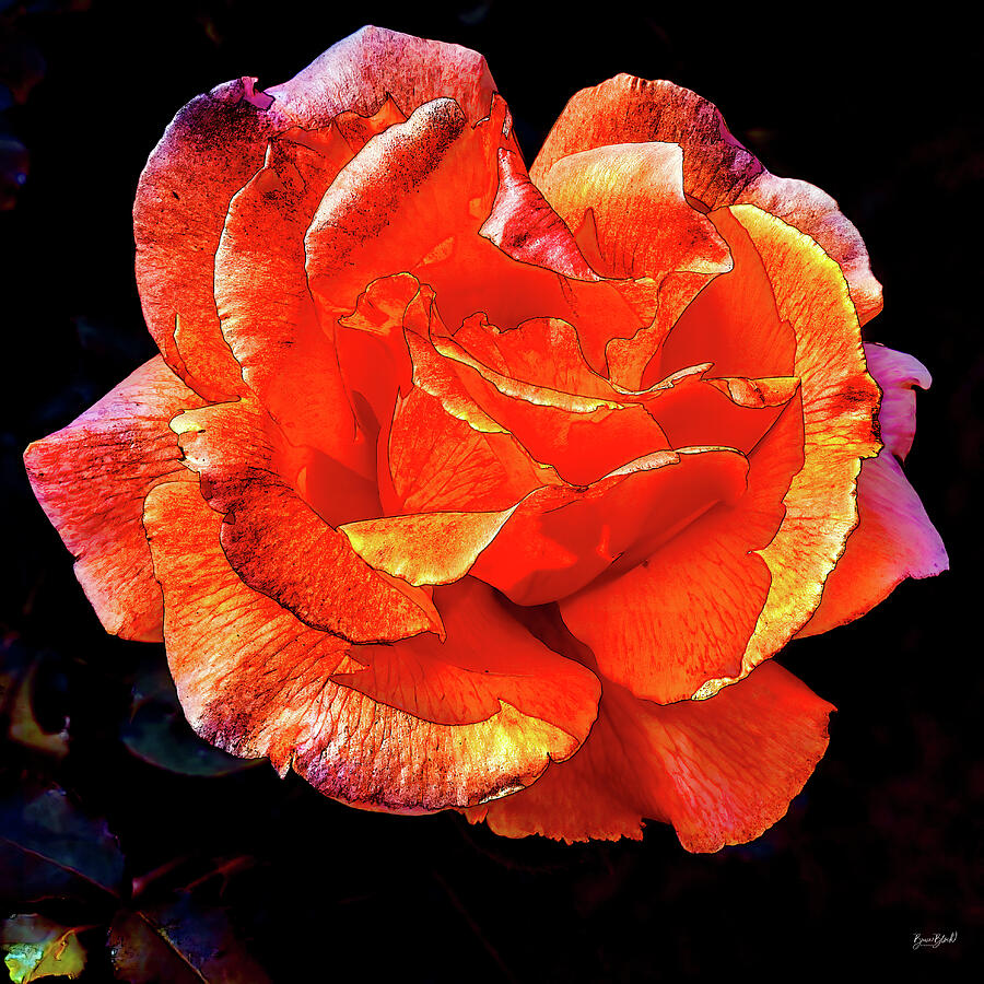 Vibrant Orange Rose Blossom Photograph - Vibrant Orange Rose Blossom by Bruce Block