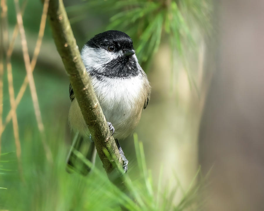 Vibrant Pines Photograph by James Overesch