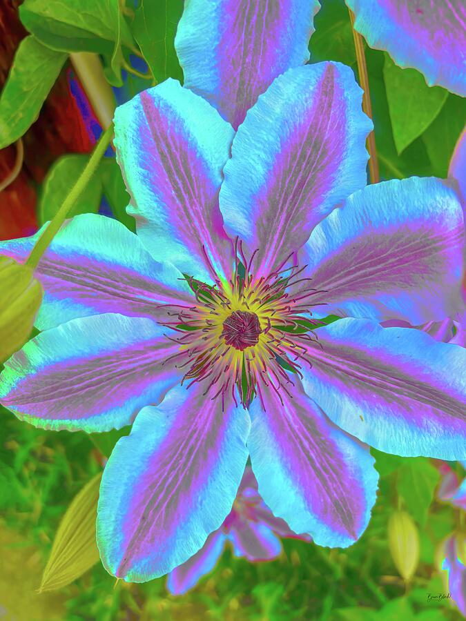 Vibrant Pink and Blue Flower Digital Art - Vibrant Pink and Blue Flower by Bruce Block