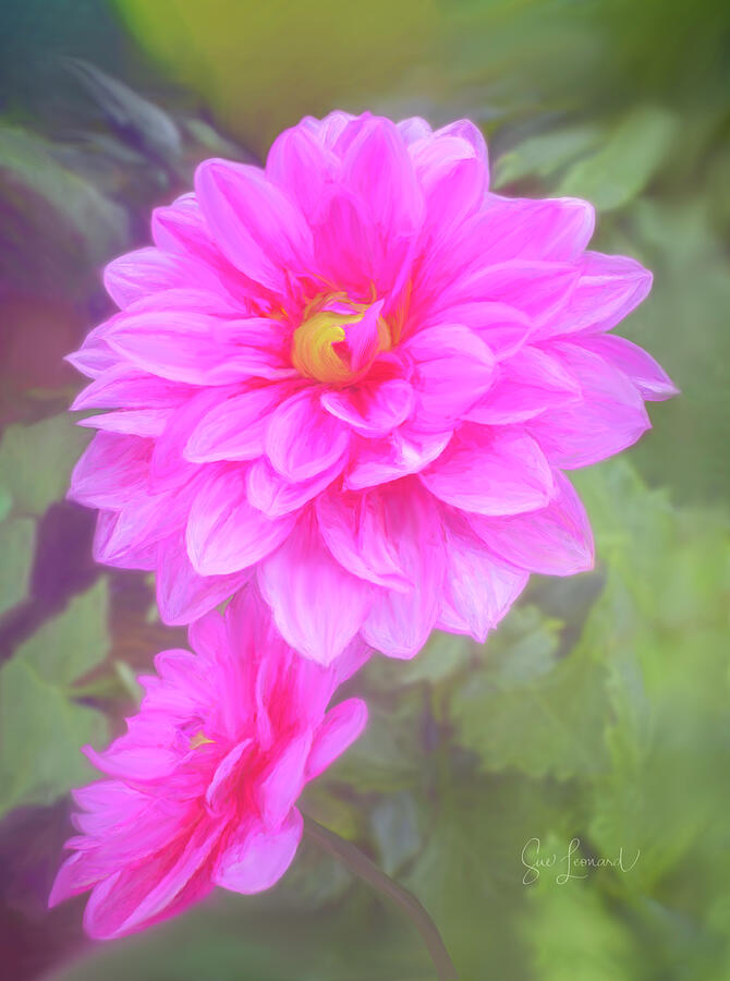 Vibrant Pink Dahlia Blossom Photograph - Vibrant Pink Dahlia Blossom by Sue Leonard