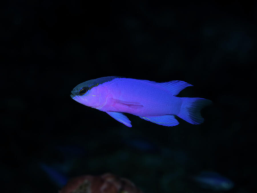Vibrant Purple Fish in Dark Water Photograph - Blackcap Basslet by Brian Weber