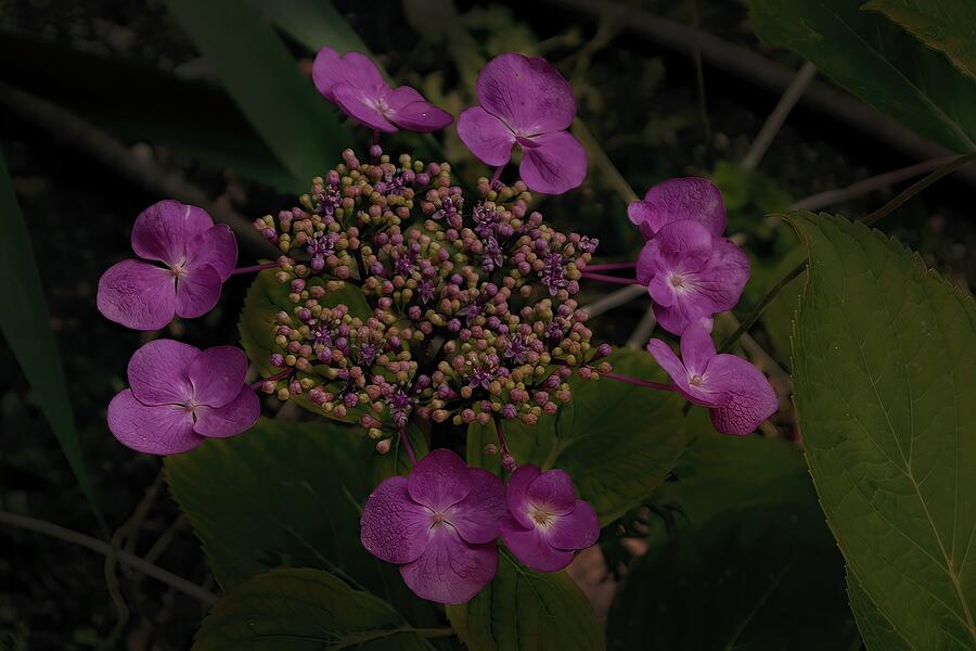 Vibrant purple flowers photography Photograph by Nature Oil Painting
