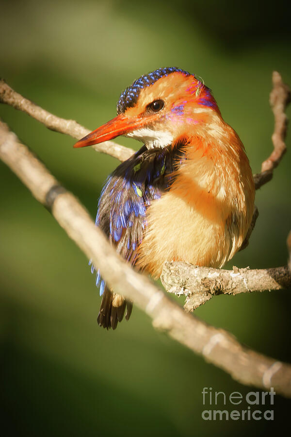Vibrant Kingfisher Resting on Branch Photograph - Vibrant Pygmy Kingfisher in Kenya by Natural Focal Point Photography