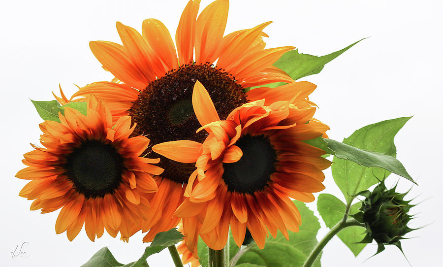 Vibrant Sunflower Spirits Photograph by D Lee
